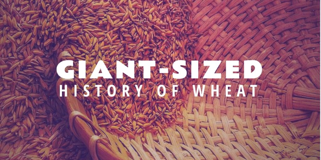 A Giant-Sized History Of Wheat - Brian D. Colwell