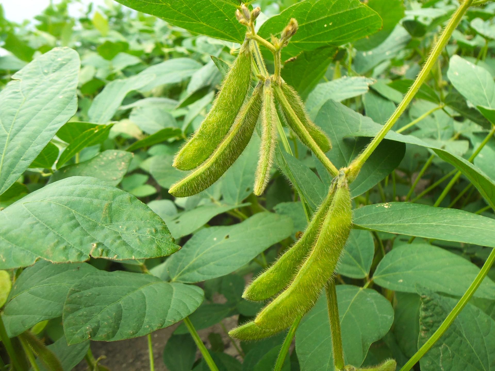 A Giant-Sized History of Soybeans (Vol.3) – From 1908 to 1930 – Brian D ...