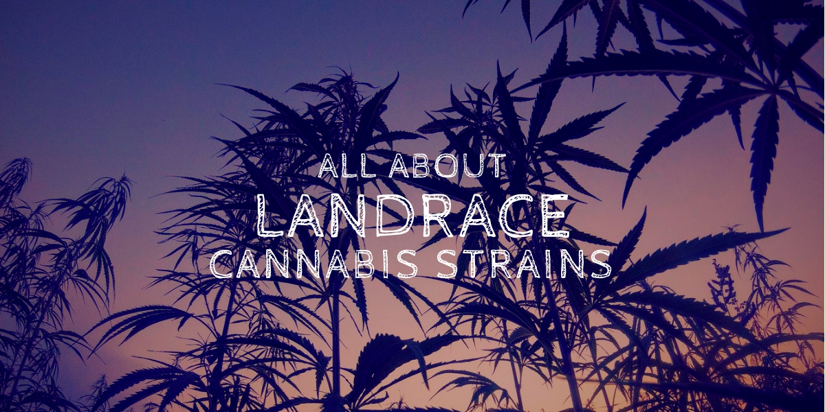 All About Landrace Cannabis Strains - Brian D. Colwell