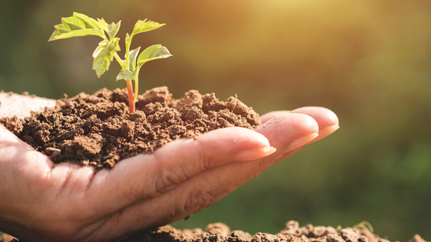 A hand holding soil with a small green plant sprouting, bathed in warm sunlight.
