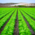 A Giant Sized History Of Agriculture